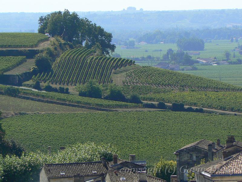 Vineyards near Saint-Émilion P1140446.JPG